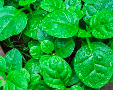 5 nhóm người không nên ăn rau mồng tơi