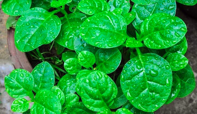 5 nhóm người không nên ăn rau mồng tơi